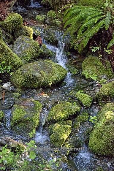 stream opal creek 3 graphic